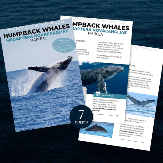 Mini eBook: Humpback whales in Kaikōura