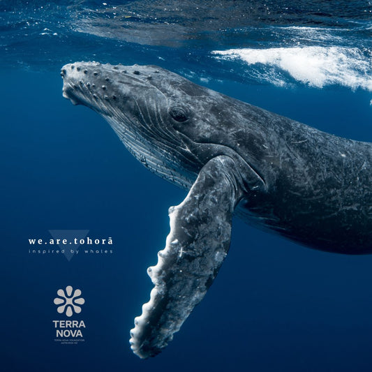 Ticket: Whale Sound Journey – Te ao Earthweek Wellbeing Series